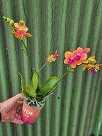 Phalaenopsis multi. 'Ant Bolgheri' p12, Ophalen of Verzenden, Halfschaduw, Minder dan 100 cm