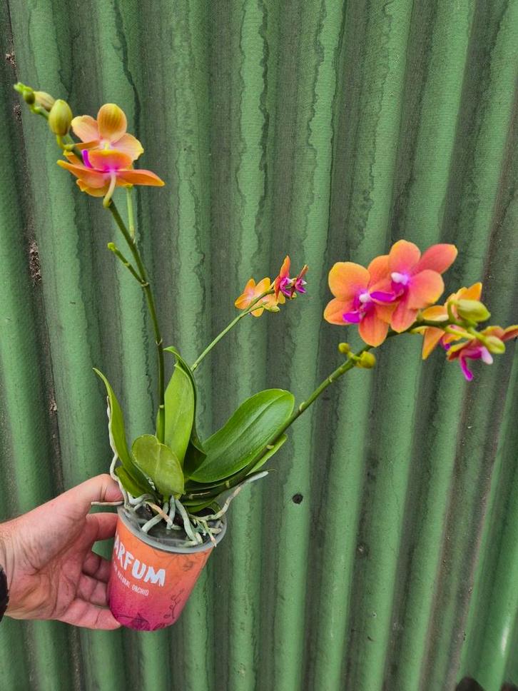 Phalaenopsis multi. 'Ant Bolgheri' p12, Huis en Inrichting, Kamerplanten, Minder dan 100 cm, Halfschaduw, Ophalen of Verzenden