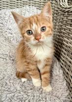 Rood getijgerd poesje, Dieren en Toebehoren, Katten en Kittens | Overige Katten, Poes, Kortharig, 0 tot 2 jaar