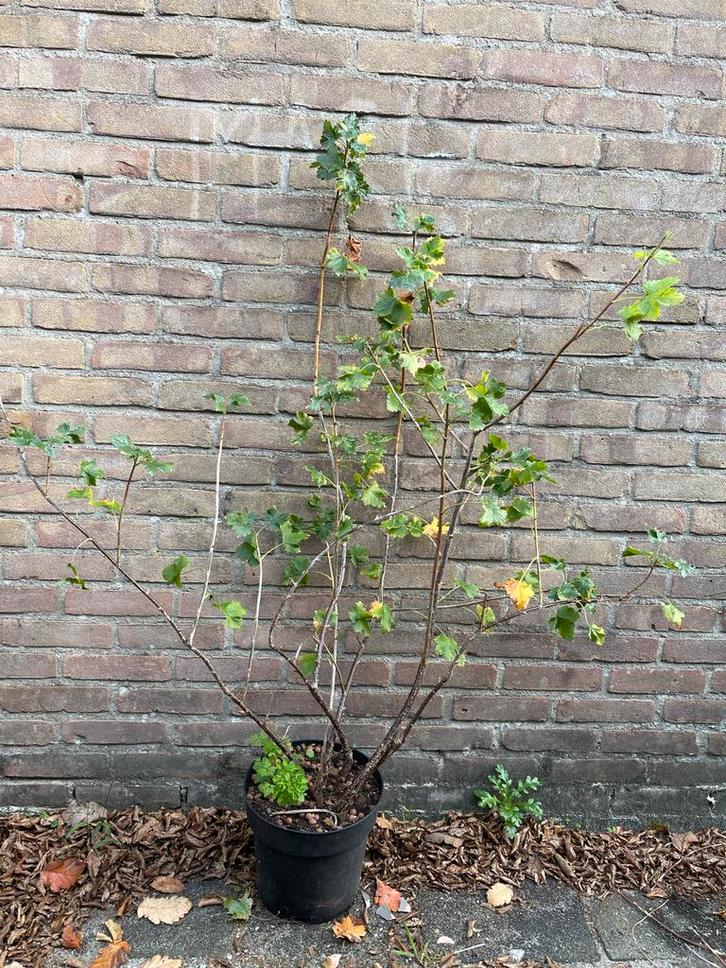 Jostabes - Diverse maten, Tuin en Terras, Planten | Tuinplanten, Vaste plant, Fruitplanten, Halfschaduw, Lente, Ophalen
