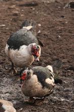 Kaapse eenden, muskus eenden, Dieren en Toebehoren, Meerdere dieren, Eend