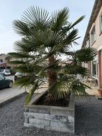 Chinese Waaierpalm - Trachycarpus fortunei stam 150cm, Bloeit niet, 100 tot 250 cm, Palmboom, Ophalen