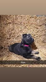 Super leuke 3/4 duitse herder pups, Dieren en Toebehoren, Rabiës (hondsdolheid), 8 tot 15 weken, Meerdere, Meerdere dieren