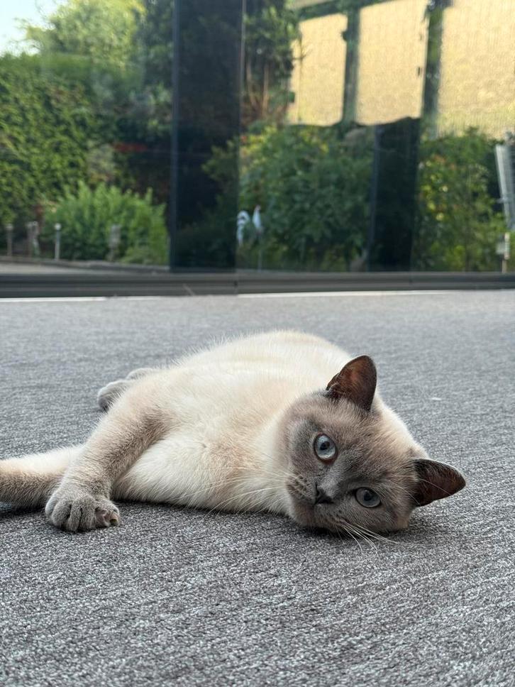 Te koop: Britse Korthaar kitten zoekt een lief nieuw huisje, Dieren en Toebehoren, Katten en Kittens | Overige Katten, Poes