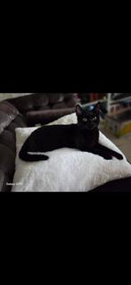 Poes, Dieren en Toebehoren, Katten en Kittens | Overige Katten, Poes