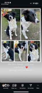 Vreemde snuiter, Dieren en Toebehoren, Reu, CDV (hondenziekte), 1 tot 2 jaar, Eén hond