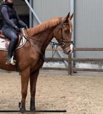 Knappe en brave grote allrounder ruin!, B, Ruin, 7 tot 10 jaar, Recreatiepaard