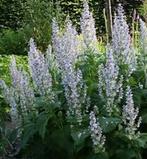 Diverse tuinplanten, gifvrij opgekweekt, Overige soorten, Volle zon, Vaste plant, Ophalen of Verzenden