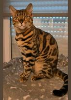 Prachtig lieve bengaal, Dieren en Toebehoren, Katten en Kittens | Raskatten | Korthaar