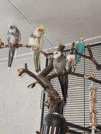 Koppeltje valkparkieten + nestkast net nieuw, Dieren en Toebehoren, Vogels | Parkieten en Papegaaien, Meerdere dieren, Parkiet