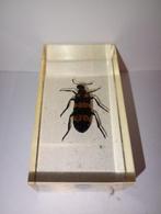 insect in epoxy hars 09, Ophalen of Verzenden, Nieuw, Insect, Opgezet dier