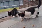 Kittens, Dieren en Toebehoren, Poes