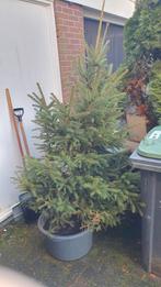 Mooie kerstboom in pot, Bloeit niet, Overige soorten, 100 tot 250 cm, Ophalen