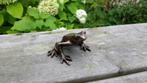 BOOMKIKKER / bronzen beeld, Dierenbeeld, Nieuw, Info@huisentuindecoratiemarie.nl, Huis en tuin decoratie marie