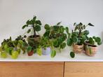 Pannenkoekplanten/ Pilea peperomioides/ Chinese Money plant, Huis en Inrichting, Kamerplanten, Minder dan 100 cm, Halfschaduw