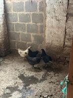 Australorp / legkip hanen blauw zwart splash, Mannelijk, Kip