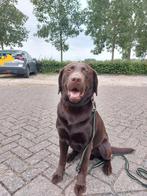 Lieve labrador te koop zie omschrijving, Dieren en Toebehoren, Honden | Retrievers, Spaniëls en Waterhonden, 6 jaar of ouder, Reu