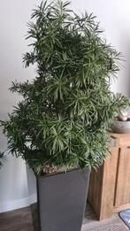 Podocarpus macrophyllus bush bonsai kamerplant, Ophalen, Overige soorten, Volle zon