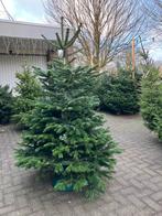Kerstboom, Tuin en Terras, Ophalen, Volle zon, Overige soorten, Minder dan 100 cm