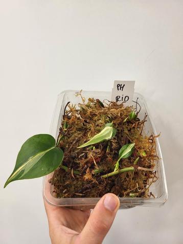 Philodendron Rio beschikbaar voor biedingen