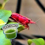 Neocaridina– Sakura Red High Grade☘️Gratis Mos☘️, Kreeft, Krab of Garnaal, Zoetwatervis, Schoolvis