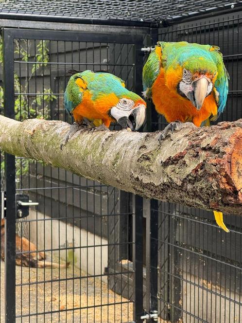 Twee mooie catalina ara, Dieren en Toebehoren, Vogels | Parkieten en Papegaaien, Papegaai, Meerdere dieren, Tam