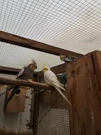 Valkparkieten van dit jaar., Dieren en Toebehoren, Meerdere dieren, Parkiet