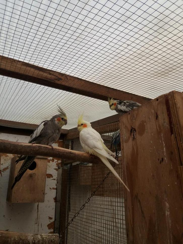 Valkparkieten van dit jaar., Dieren en Toebehoren, Vogels | Parkieten en Papegaaien, Parkiet, Meerdere dieren, Tam