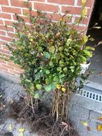 Groene beuk, Tuin en Terras, Planten | Struiken en Hagen, Ophalen, Beukenhaag, Haag, 100 tot 250 cm