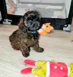 Poedel toy ×boomer (1 reutje over)klaar voor verhuizen, Dieren en Toebehoren, Honden | Chihuahua's en Gezelschapshonden, Poedel