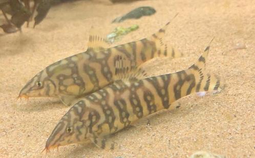 3 marmer botia te koop, Dieren en Toebehoren, Reptielen en Amfibieën, Hagedis, 0 tot 2 jaar