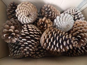 1 x 15 super super mooie lichte DENNENAPPELS 16 cm ( X ) beschikbaar voor biedingen