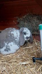 Thuis gezocht voor 2 konijnen (Franse en Hollandse hangoor), Dieren en Toebehoren, Konijnen, Meerdere dieren, Groot, Hangoor, 0 tot 2 jaar