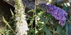 Vlinderstruik, buddleija in wit en paars, Volle zon, Vaste plant, Zomer, Ophalen