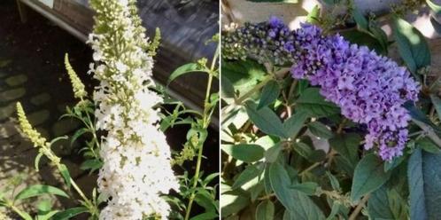 Vlinderstruik, buddleija in wit en paars, Tuin en Terras, Planten | Tuinplanten, Vaste plant, Overige soorten, Volle zon, Zomer