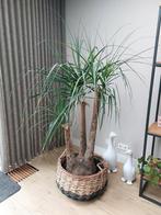 Olifantenpoot Kamerplant | 114cm plus | incl. mand, Huis en Inrichting, Ophalen, 100 tot 150 cm, Palm, In pot