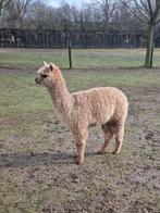 2 mooie alpaca dekhengsten, Dieren en Toebehoren, Overige Dieren, Mei, Mannelijk