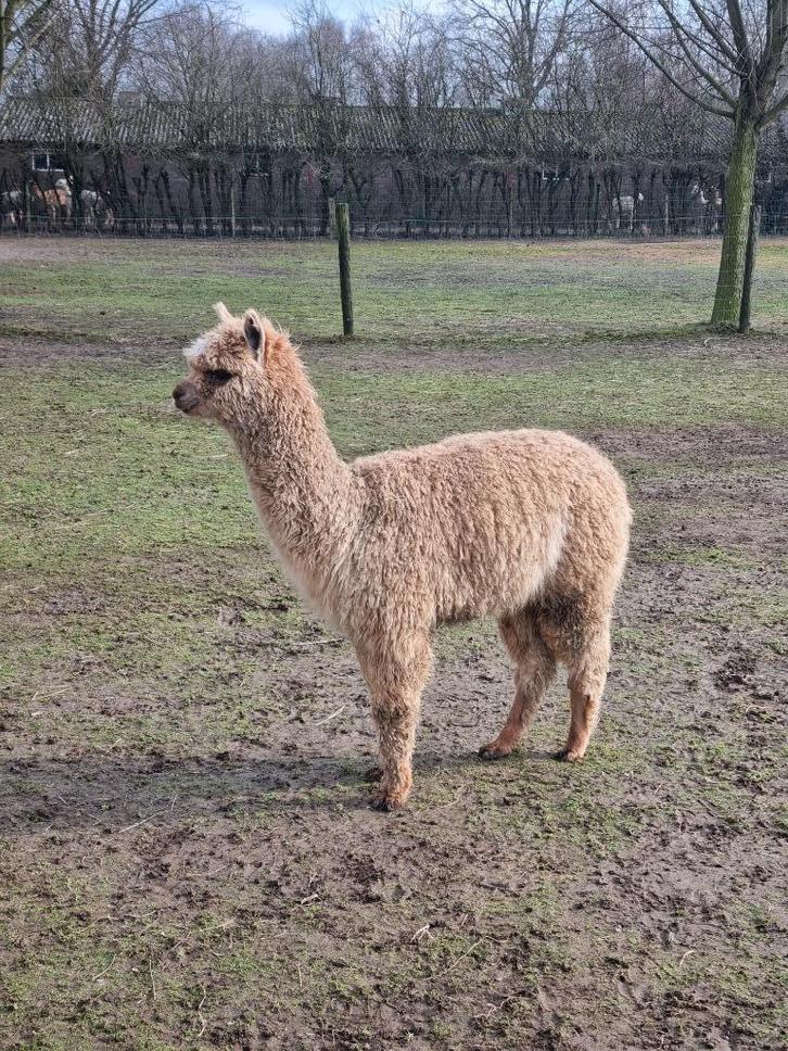 2 mooie alpaca dekhengsten, Dieren en Toebehoren, Overige Dieren, Mannelijk, Mei