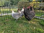 Te koop 4 mooie krielkippen 20 euro samen, Dieren en Toebehoren, Pluimvee, Vrouwelijk, Kip