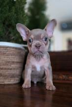 🥰nog 1 prachtige, super gave x franse Bulldog pups 🥰, Dieren en Toebehoren, Reu, Bulldog, Meerdere, Nederland