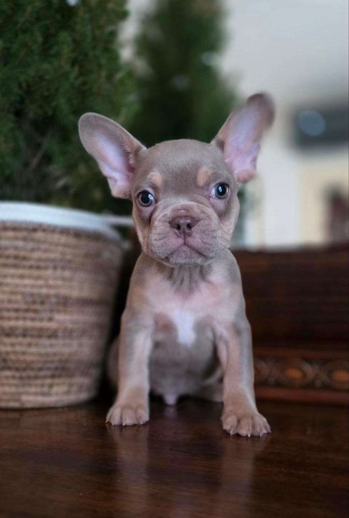 🥰nog 1 prachtige, super gave x franse Bulldog pups 🥰, Dieren en Toebehoren, Honden | Bulldogs, Pinschers en Molossers, Reu, Bulldog
