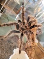 Brachypelma Albopilosus man, Dieren en Toebehoren, Insecten en Spinnen, Bijen