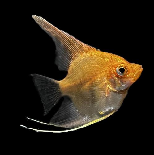 Maanvis Goud (Pterophyllum scalare), Dieren en Toebehoren, Vissen | Aquariumvissen, Zoetwatervis, Vis, Schoolvis