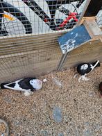 Gentse kroppers, Meerdere dieren, Overige soorten