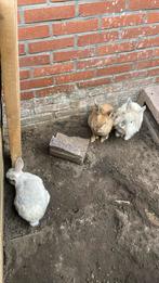 Konijnen 3 stuks, gratis afhalen, Dieren en Toebehoren, Ophalen, 110 cm of meer, Kooi, 90 cm of meer