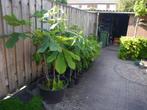kastanjeboompjes, Tuin en Terras, Planten | Bomen, Ophalen, In pot, Overige soorten, Minder dan 100 cm