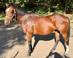 Fokmerrie te koop (Quasimodo van de Molendreef x Manhattan), Merrie, Gechipt, Niet van toepassing, 11 jaar of ouder