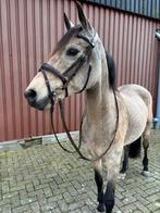 Prestige hoofdstel + teugels cob bruin, Dieren en Toebehoren, Ophalen of Verzenden, Nieuw, Springen