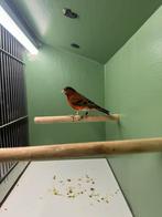 Baastard kapoetsensijzen x kanarie MAN, Mannelijk, Kleurkanarie