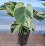 Calathea yellow Fusion, Ophalen of Verzenden, Overige soorten, Minder dan 100 cm
